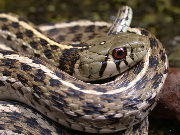  Thamnophis marcianus ID = 