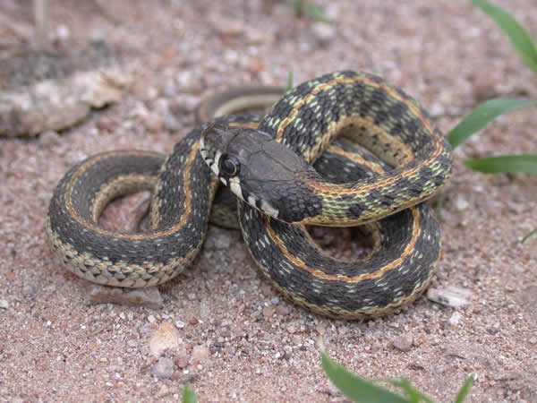  Thamnophis cyrtopsis cyrtopsis ID = 