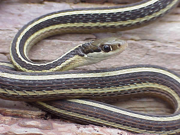  Thamnophis sauritus sauritus ID = 