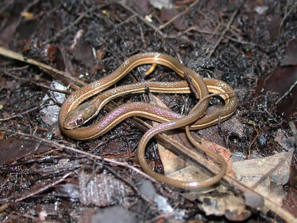  Thamnophis sauritus sackenii ID = 