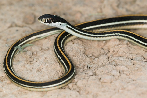  Thamnophis proximus proximus ID = 