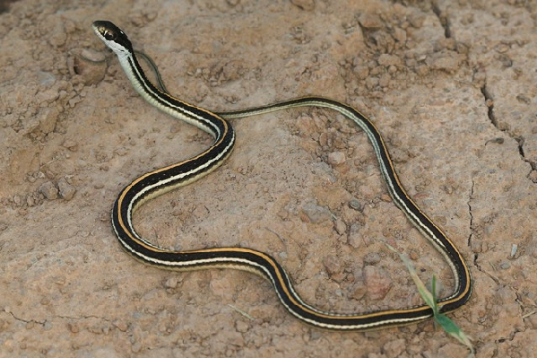  Thamnophis proximus proximus ID = 