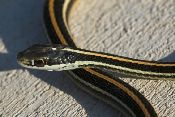  Thamnophis proximus proximus ID = 