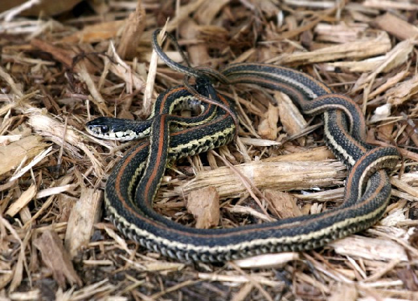  Thamnophis sirtalis ssp. ID = 