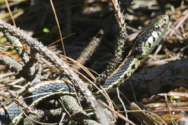  Thamnophis sirtalis ssp. ID = 