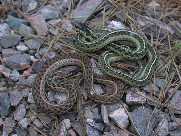  Thamnophis sirtalis sirtalis ID = 