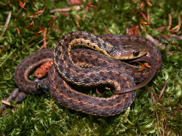  Thamnophis sirtalis pallidulus ID = 