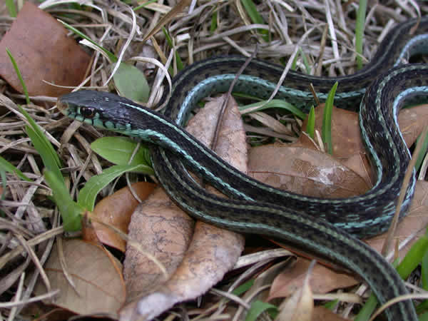  Thamnophis sirtalis similis ID = 