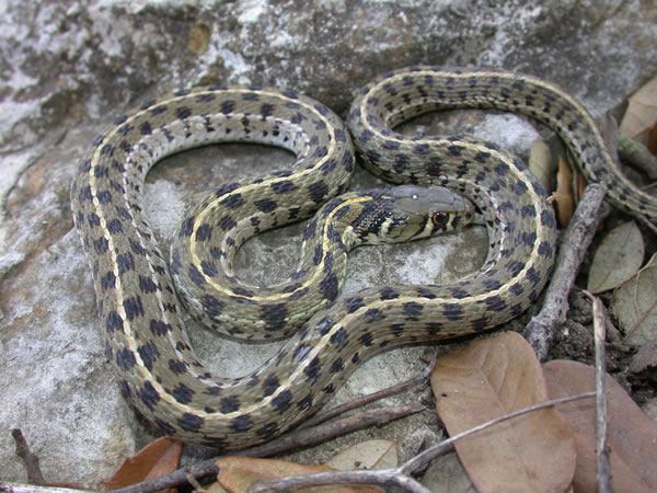  Thamnophis marcianus ID = 