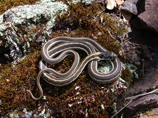  Thamnophis cyrtopsis cyrtopsis ID = 