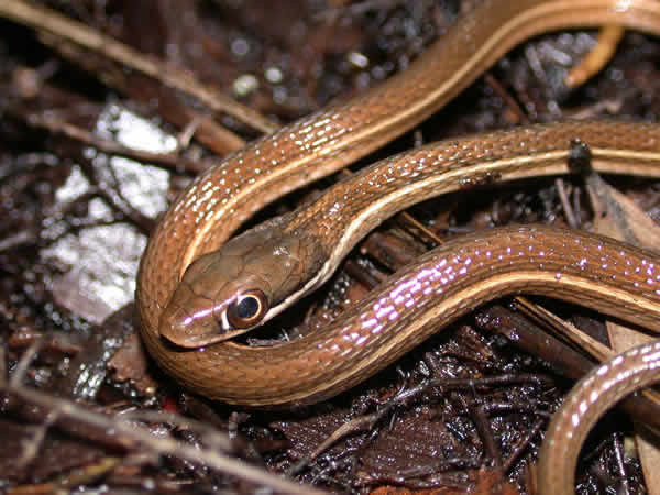  Thamnophis sauritus sackenii ID = 