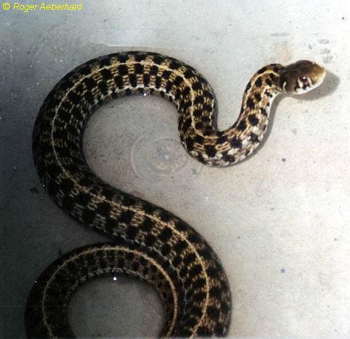  Thamnophis marcianus marcianus ID = 