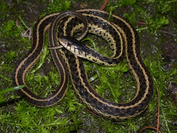  Thamnophis sirtalis sirtalis ID = 