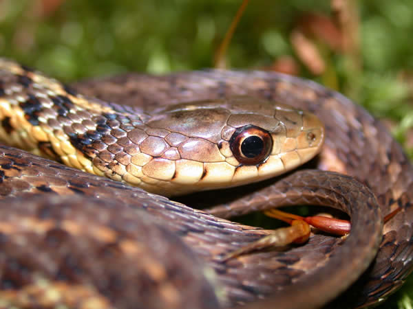  Thamnophis sirtalis pallidulus ID = 