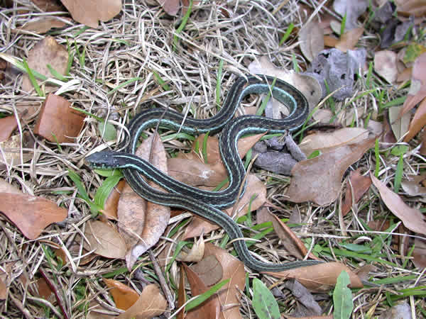  Thamnophis sirtalis similis ID = 