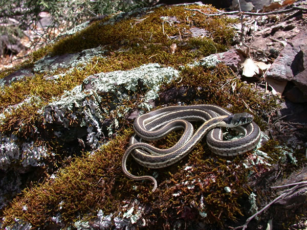  Thamnophis cyrtopsis cyrtopsis ID = 