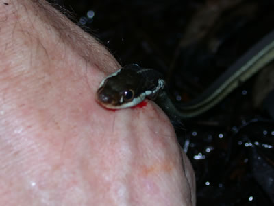  Thamnophis sauritus sackenii ID = 