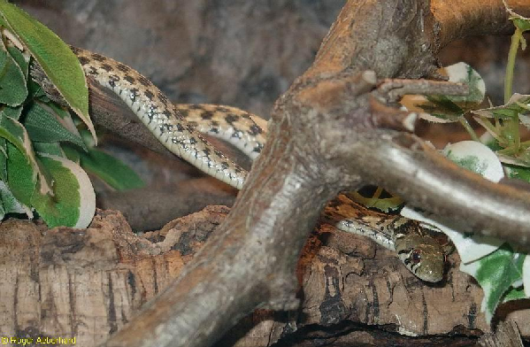  Thamnophis marcianus marcianus ID = 