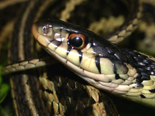  Thamnophis sirtalis sirtalis ID = 