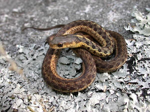  Thamnophis sirtalis pallidulus ID = 