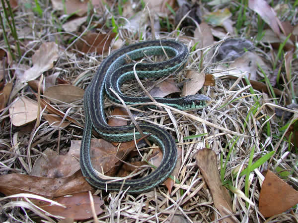  Thamnophis sirtalis similis ID = 