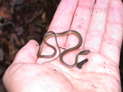  Thamnophis sauritus sackenii ID = 