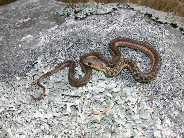  Thamnophis sirtalis pallidulus ID = 