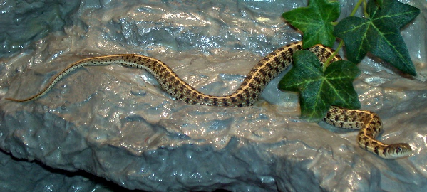  Thamnophis marcianus marcianus ID = 