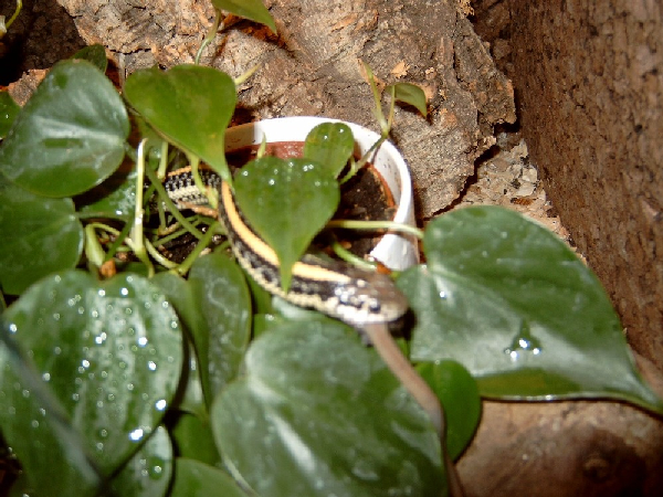  thamnophis radix ID = 