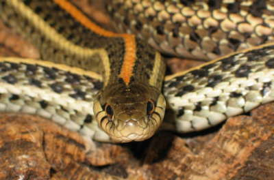  Thamnophis radix ID = 