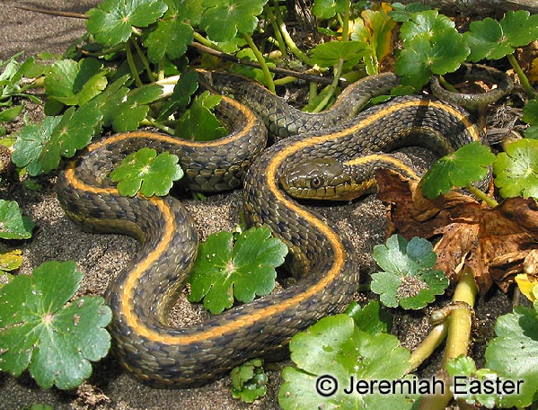  Thamnophis atratus ID = 