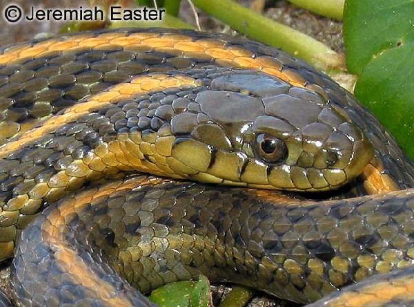  Thamnophis atratus ID = 