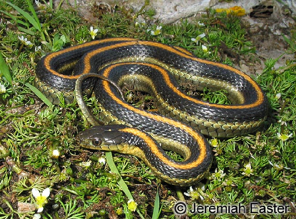  Thamnophis atratus zaxanthus ID = 