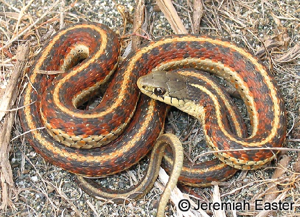  Thamnophis elegans terrestris ID = 