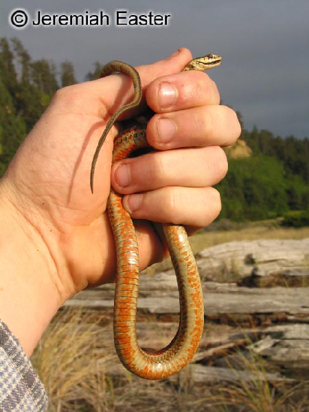  Thamnophis elegans terrestris ID = 