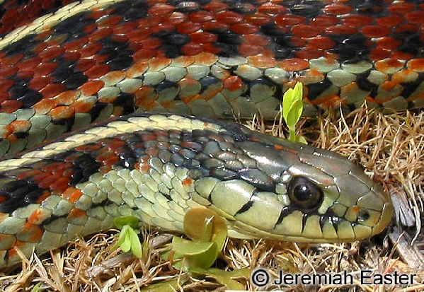  Thamnophis elegans terrestris ID = 