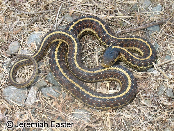  Thamnophis elegans terrestris ID = 