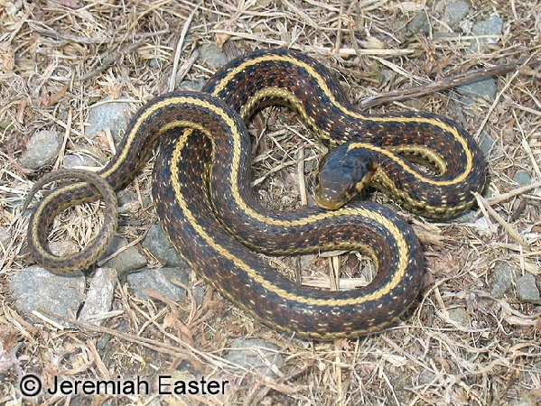  Thamnophis elegans terrestris ID = 