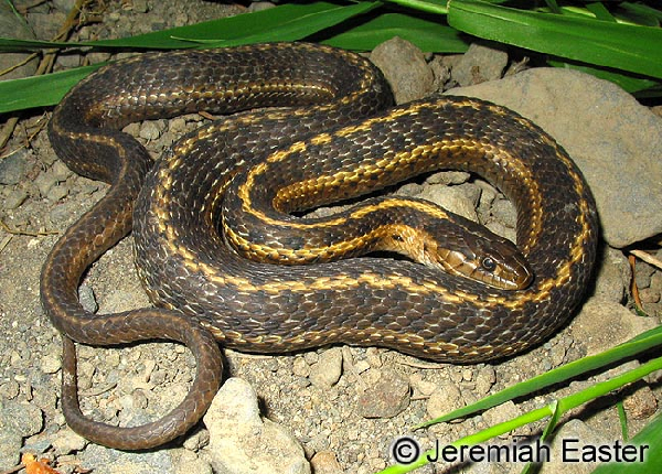  Thamnophis elegans vagrans ID = 