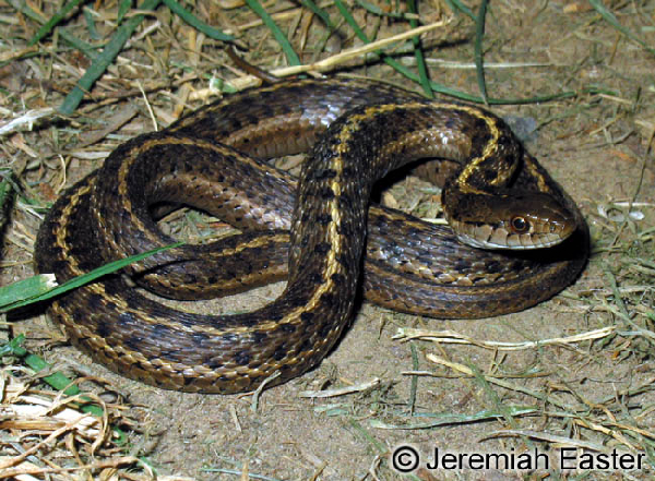  Thamnophis elegans vagrans ID = 