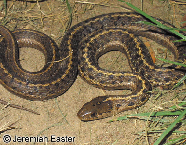  Thamnophis elegans vagrans ID = 