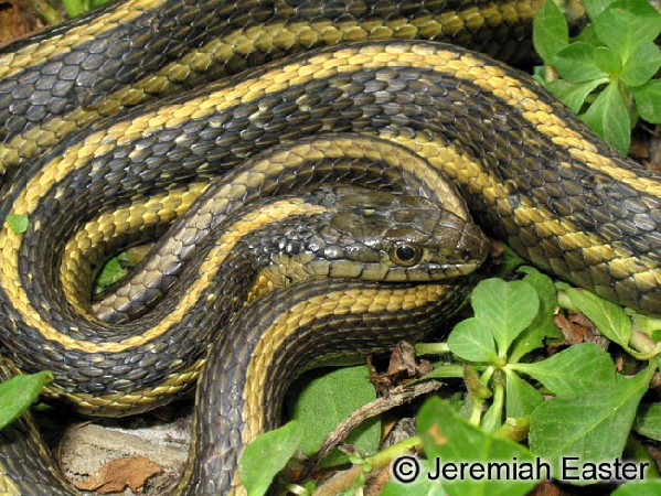  Thamnophis gigas ID = 