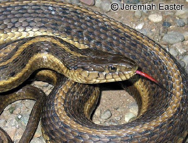  Thamnophis gigas ID = 