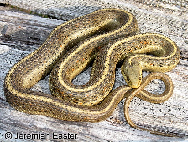  Thamnophis ordinoides ID = 