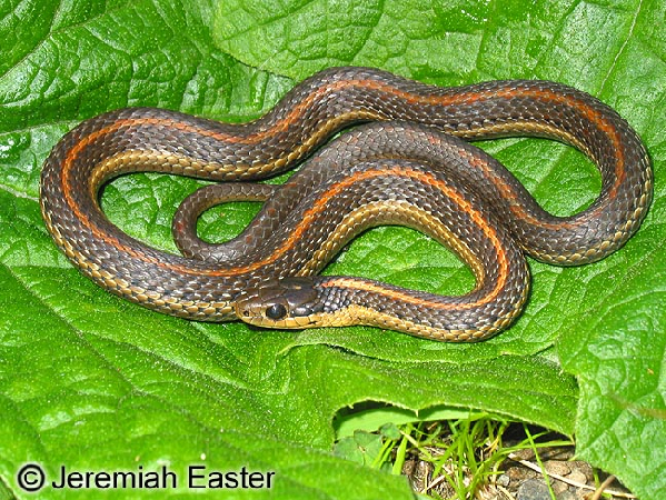  Thamnophis ordinoides ID = 