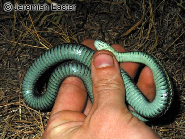  Thamnophis ordinoides ID = 