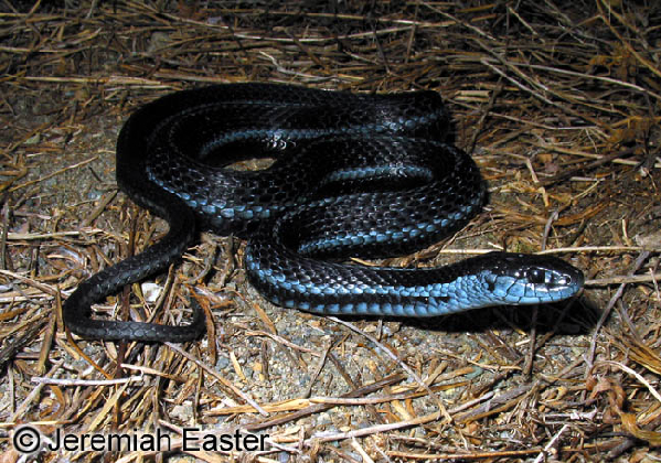  Thamnophis ordinoides ID = 