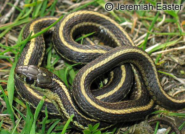  Thamnophis ordinoides ID = 