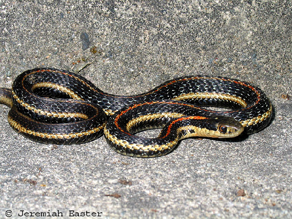  Thamnophis ordinoides ID = 