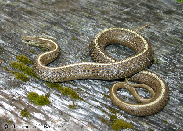  Thamnophis ordinoides ID = 